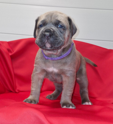Les chiots de Cane Corso