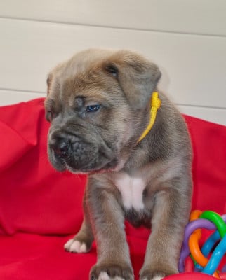 Les chiots de Cane Corso