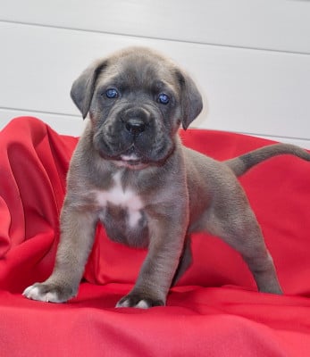Les chiots de Cane Corso