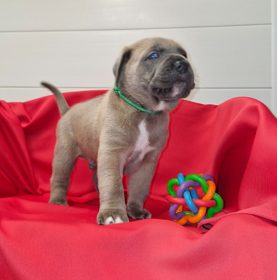 Les chiots de Cane Corso