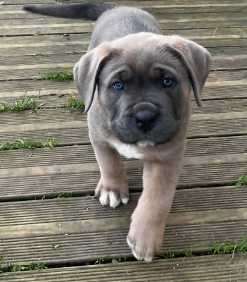 Les chiots de Cane Corso