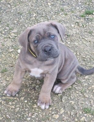 Les chiots de Cane Corso