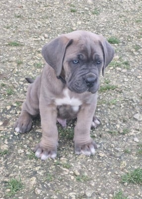 Les chiots de Cane Corso