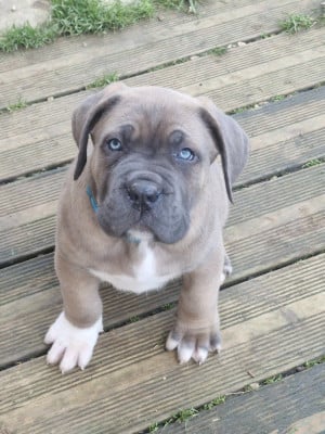 Les chiots de Cane Corso