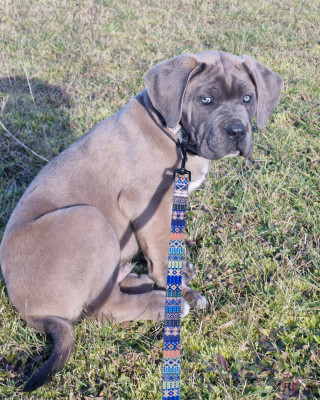 Les chiots de Cane Corso