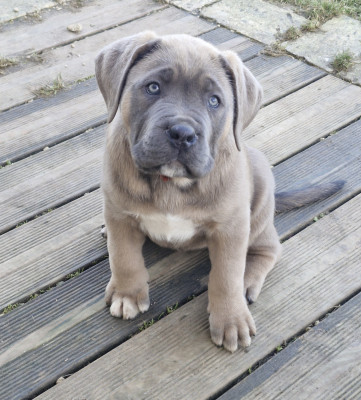 Les chiots de Cane Corso