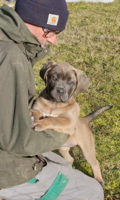 Les chiots de Cane Corso