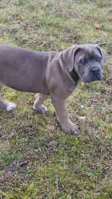 Les chiots de Cane Corso