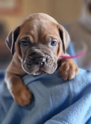 Les chiots de Cane Corso