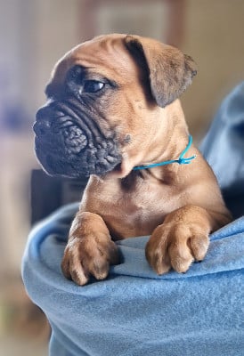 Les chiots de Cane Corso