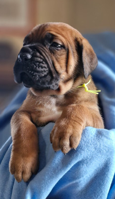Les chiots de Cane Corso