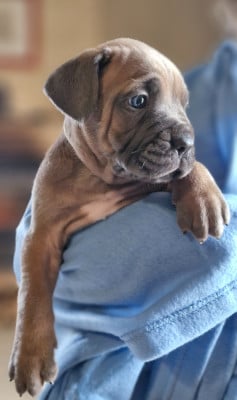 Les chiots de Cane Corso