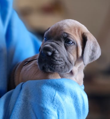 Les chiots de Cane Corso