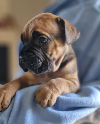 Les chiots de Cane Corso