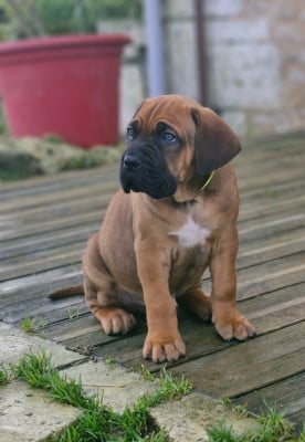 Les chiots de Cane Corso
