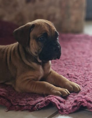 Les chiots de Cane Corso