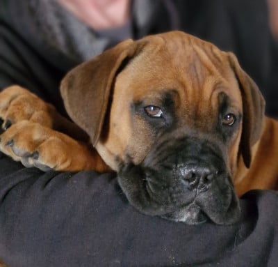 Les chiots de Cane Corso