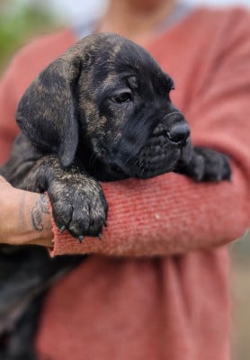Les chiots de Cane Corso