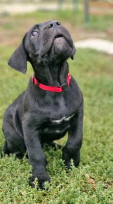 Les chiots de Cane Corso