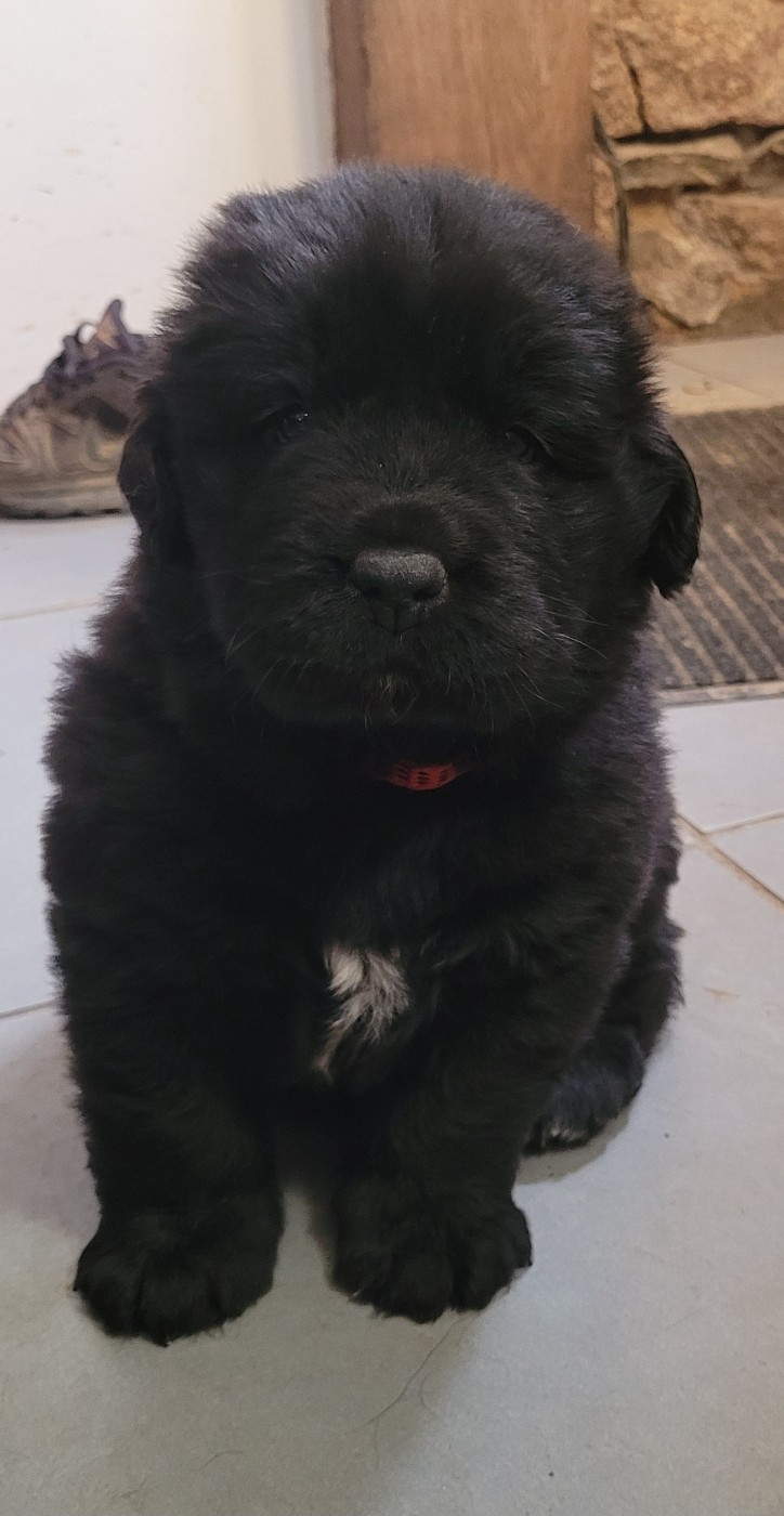 Apocalypse Mlle Rose