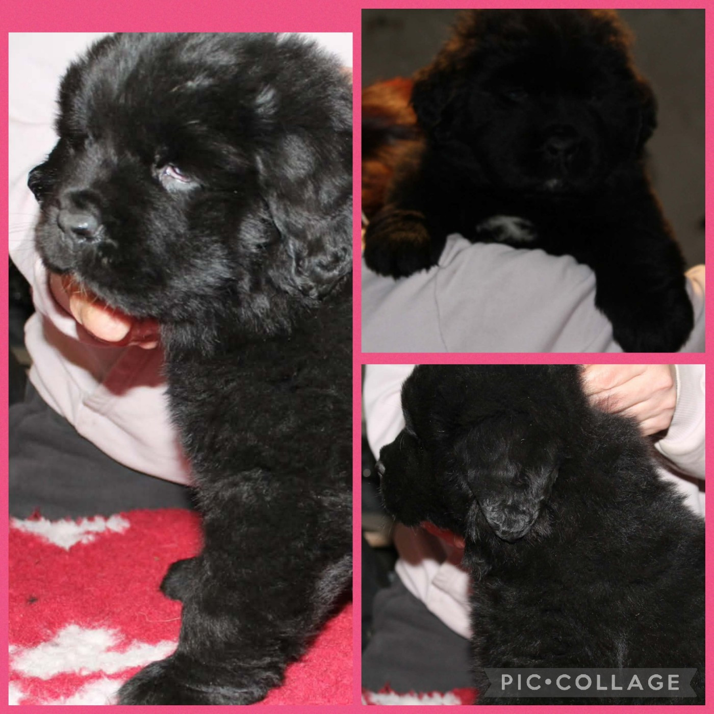 Apocalypse Mlle Rose