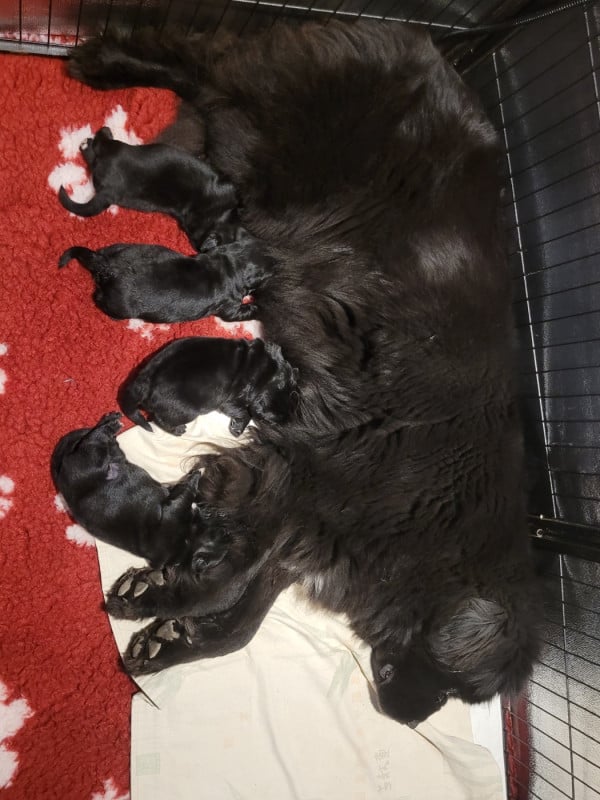 Terre-neuve - Des Ombres Thevaine