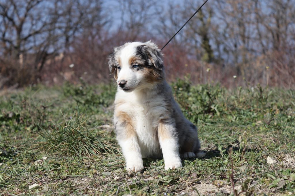 Totale eclips angel mazekeen Of Brotherly Love B