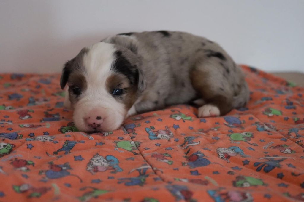 Totale eclips angel mazekeen Of Brotherly Love B