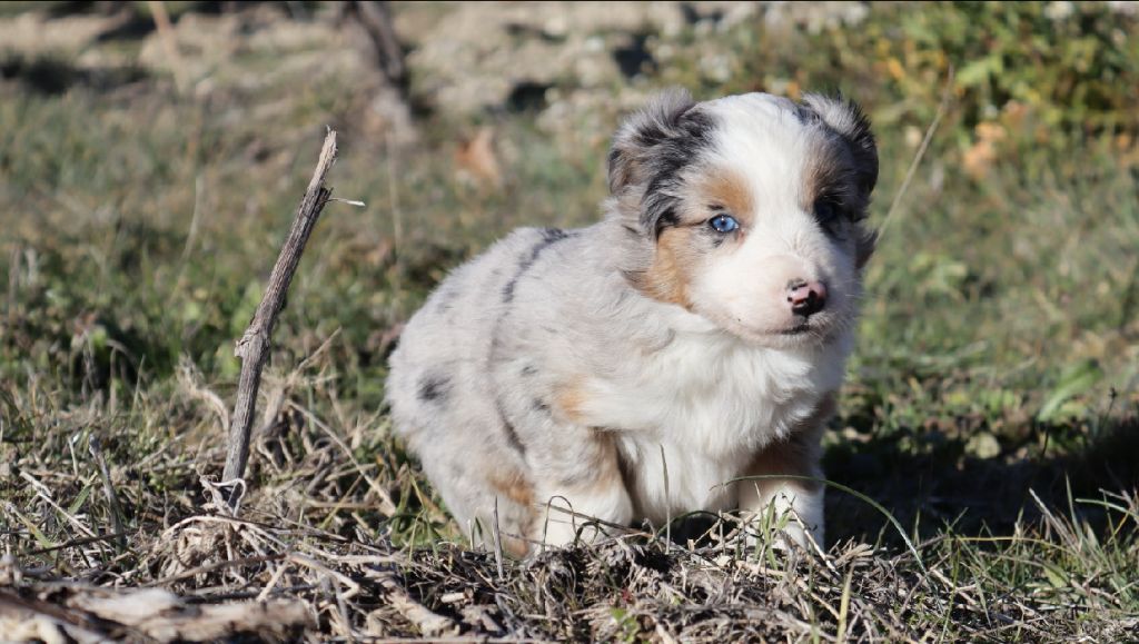 Totale eclips angel mazekeen Of Brotherly Love B