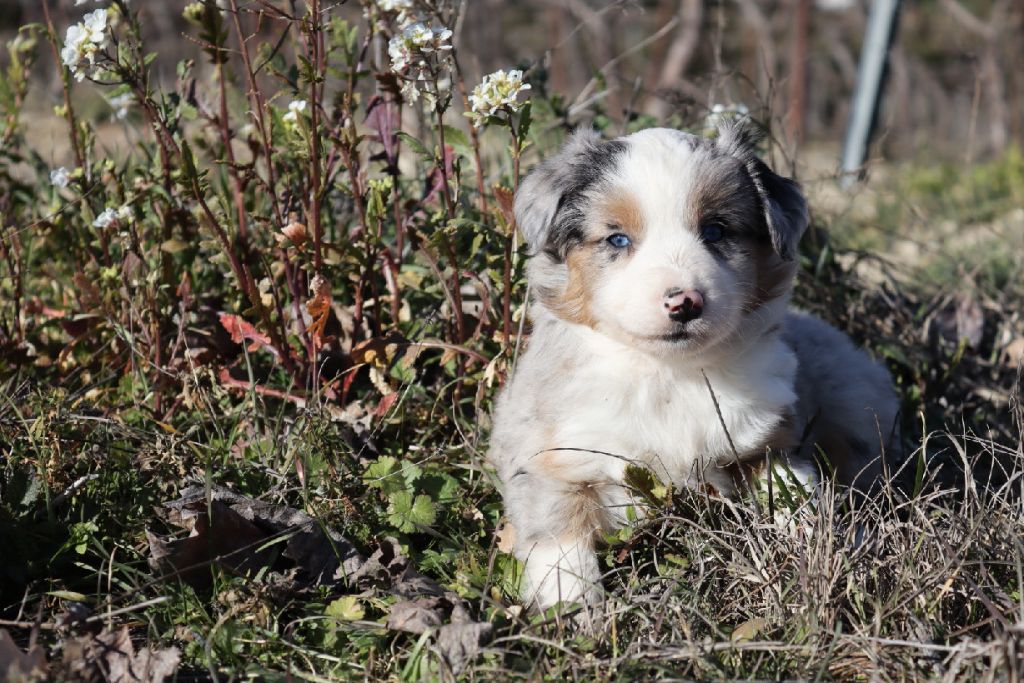 Totale eclips angel mazekeen Of Brotherly Love B