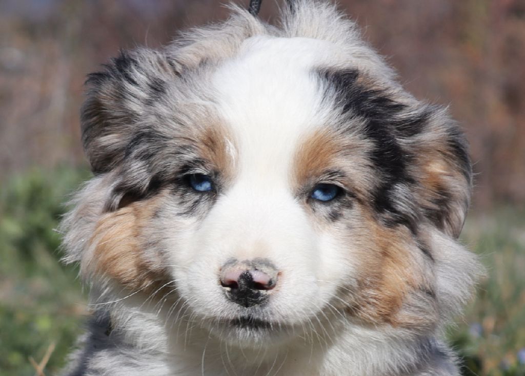 Totale eclips angel mazekeen Of Brotherly Love B