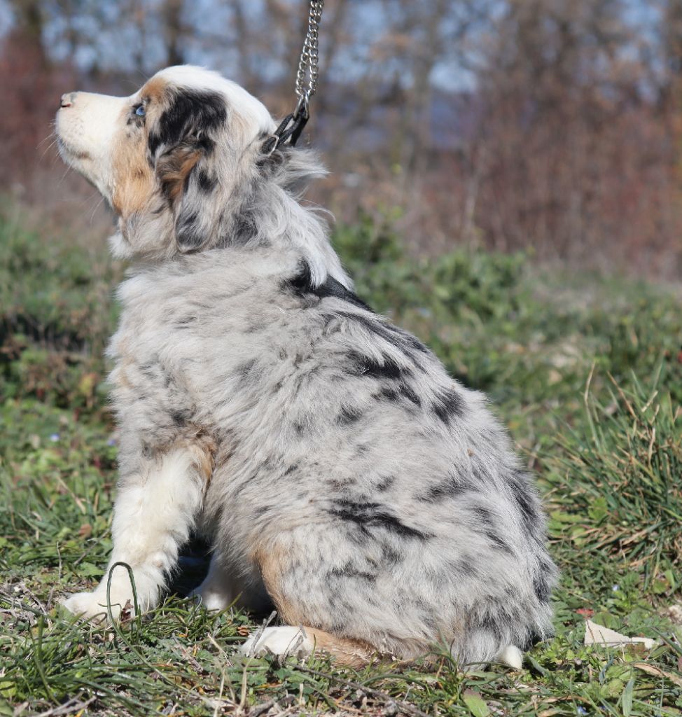 Totale eclips angel mazekeen Of Brotherly Love B