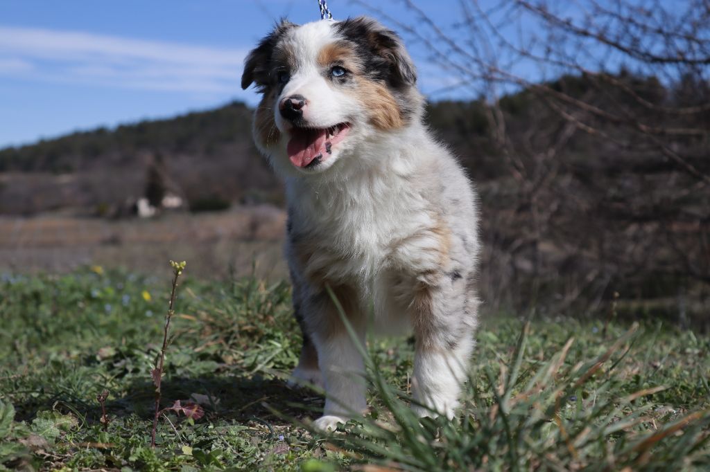 Totale eclips angel mazekeen Of Brotherly Love B