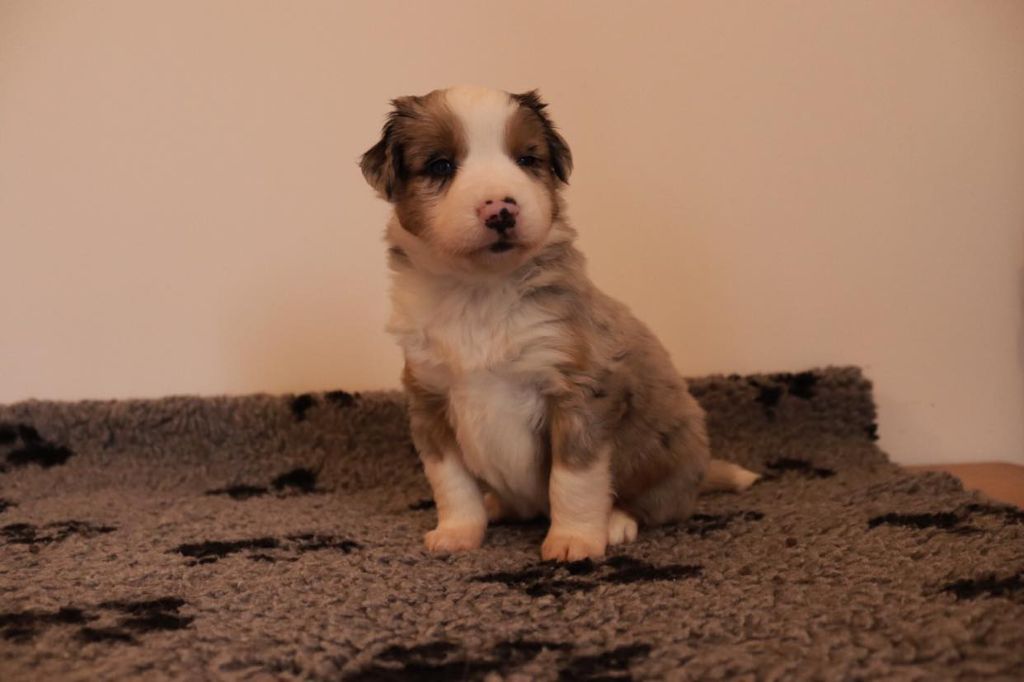 Totale eclips angel mazekeen Of Brotherly Love B