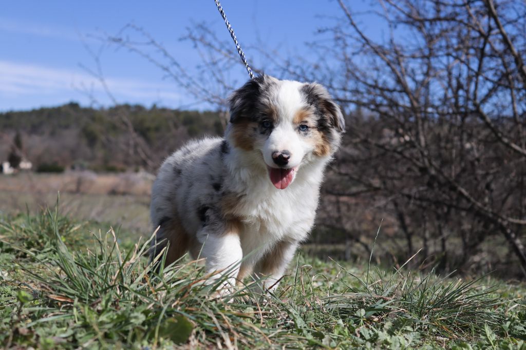 Totale eclips angel mazekeen Of Brotherly Love B