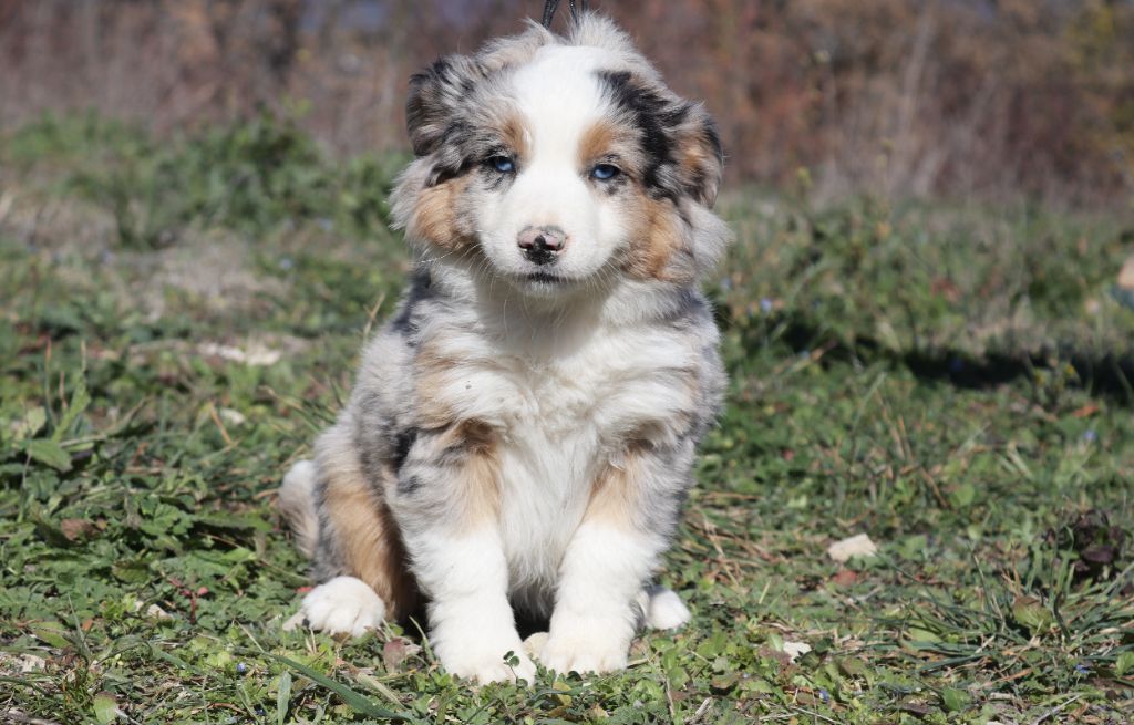 Totale eclips angel mazekeen Of Brotherly Love B