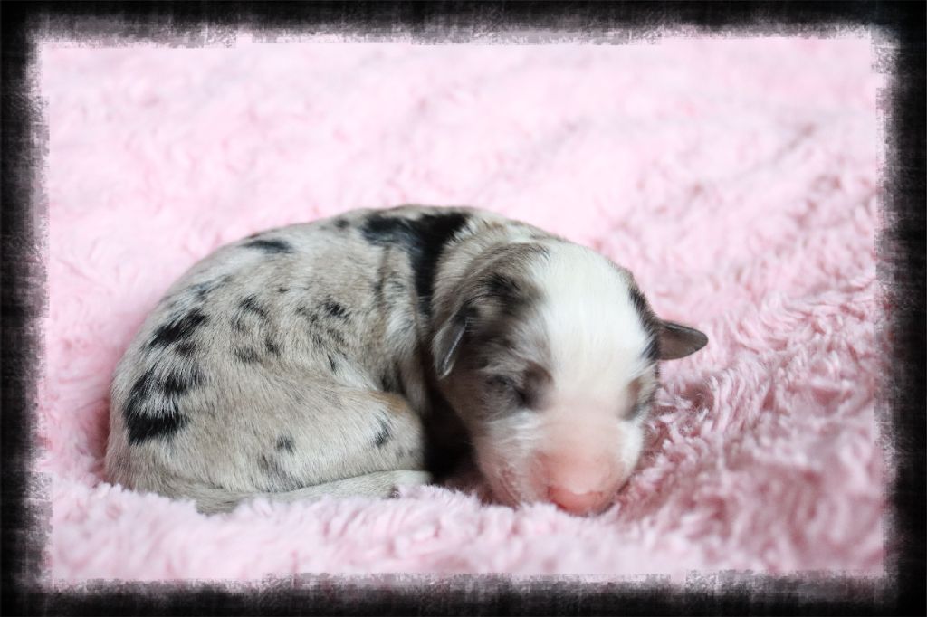 Totale eclips angel mazekeen Of Brotherly Love B