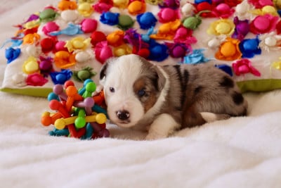 Les chiots de Berger Américain Miniature 