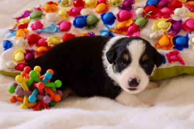 Les chiots de Berger Américain Miniature 