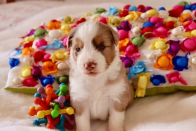 Les chiots de Berger Américain Miniature 