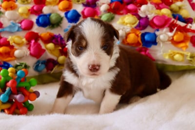 Les chiots de Berger Américain Miniature 