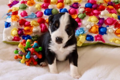 Les chiots de Berger Américain Miniature 