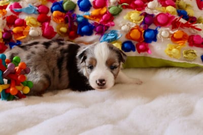 Les chiots de Berger Américain Miniature 