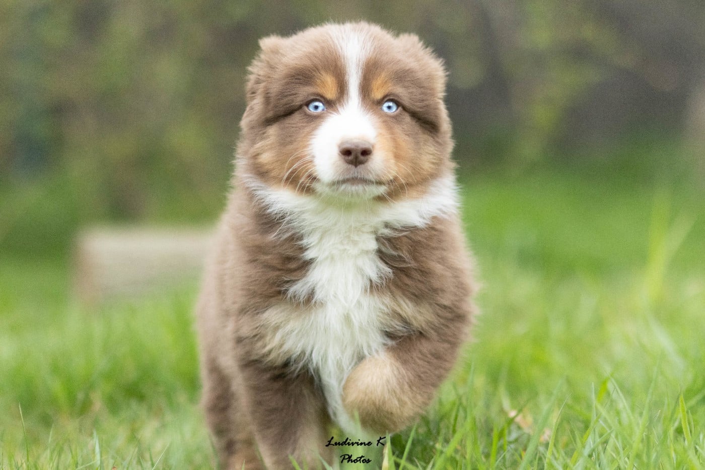ARLO
