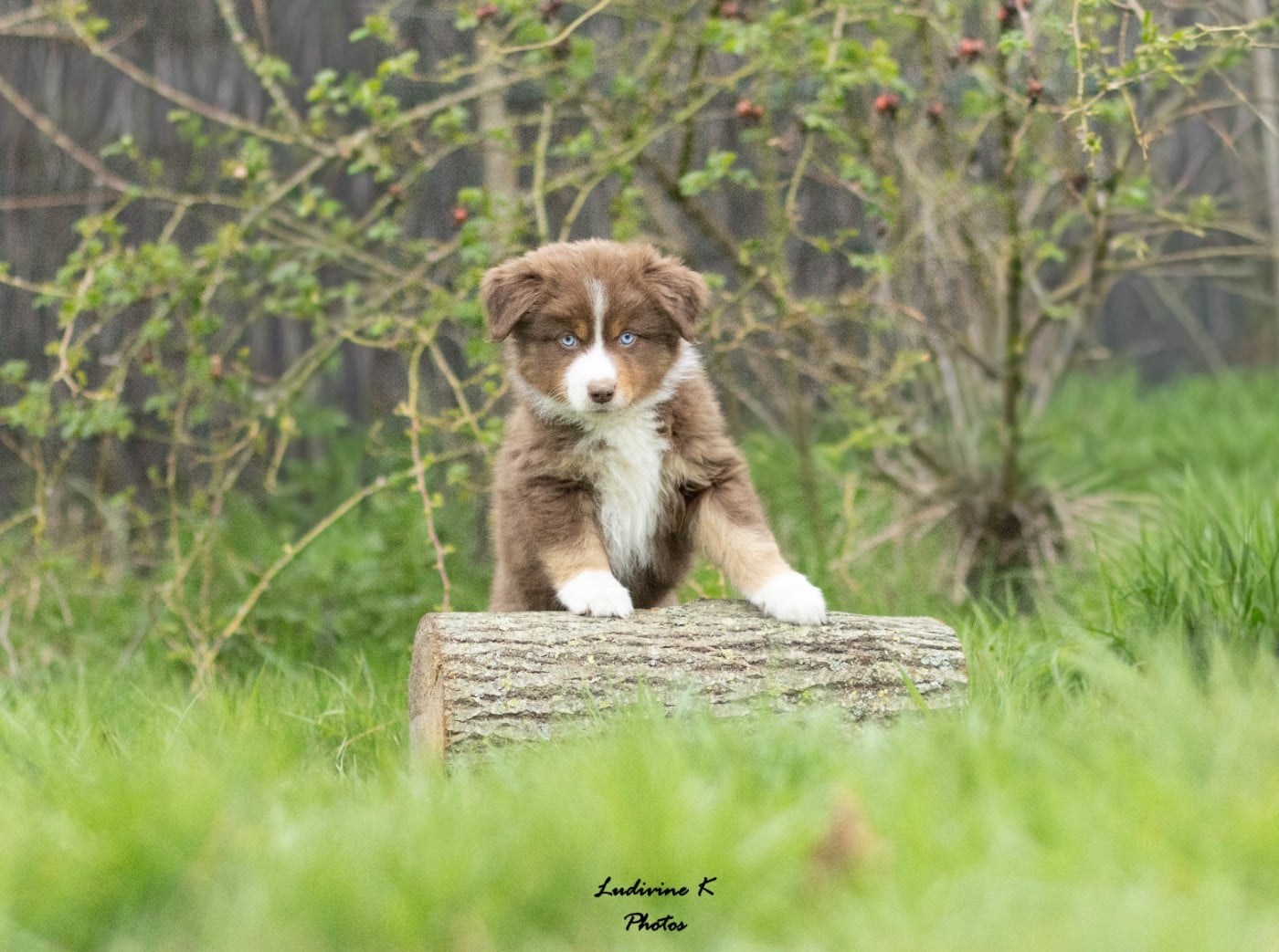 ARLO