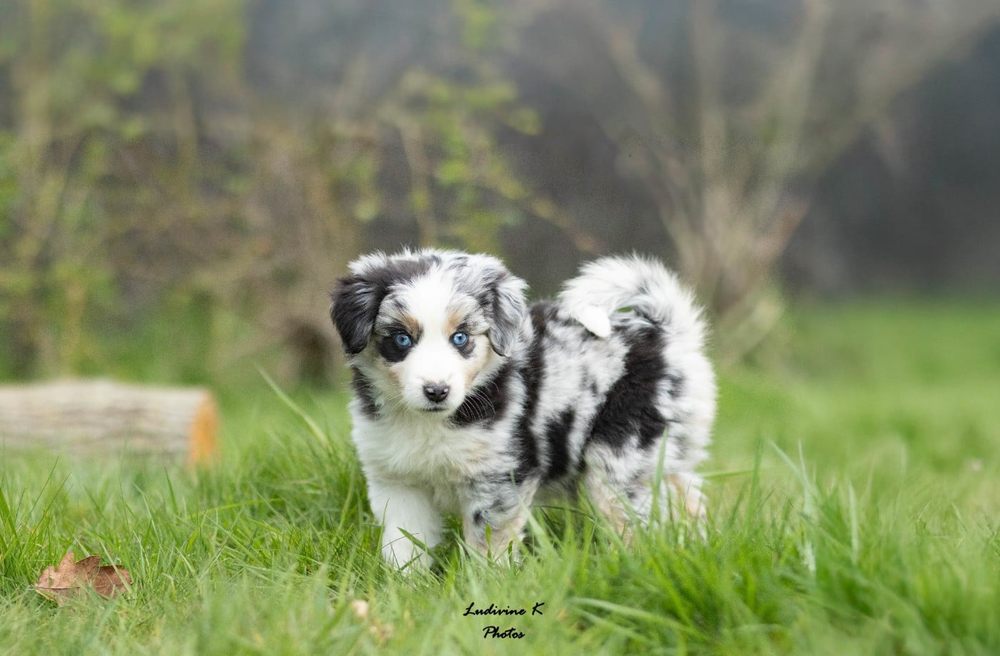 ARTEMIS