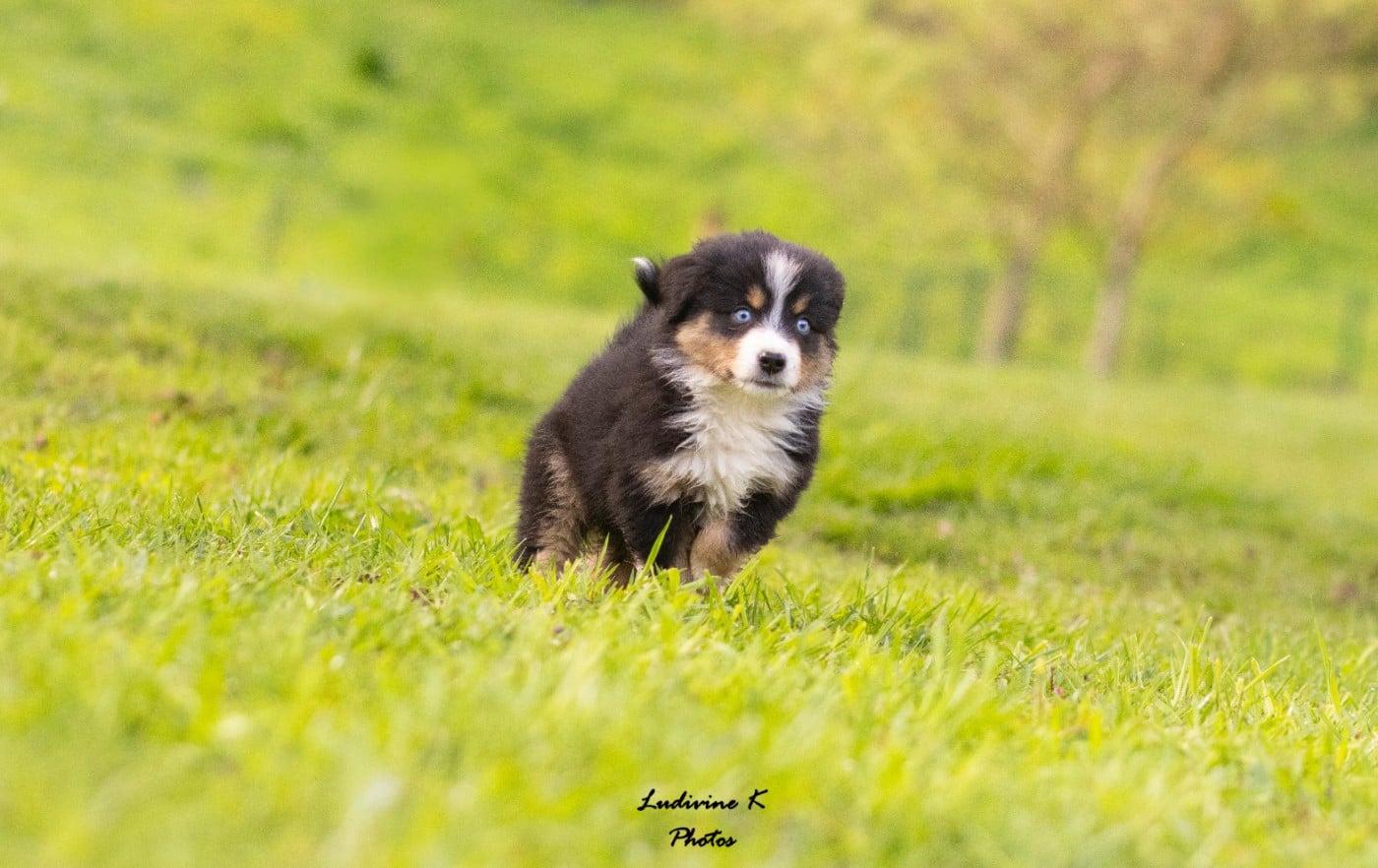 PIXEL