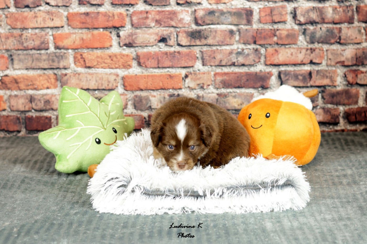 BENTLEY