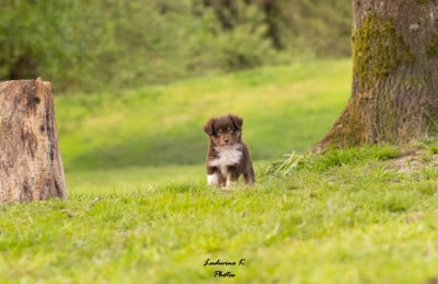 Les chiots de Berger Américain Miniature