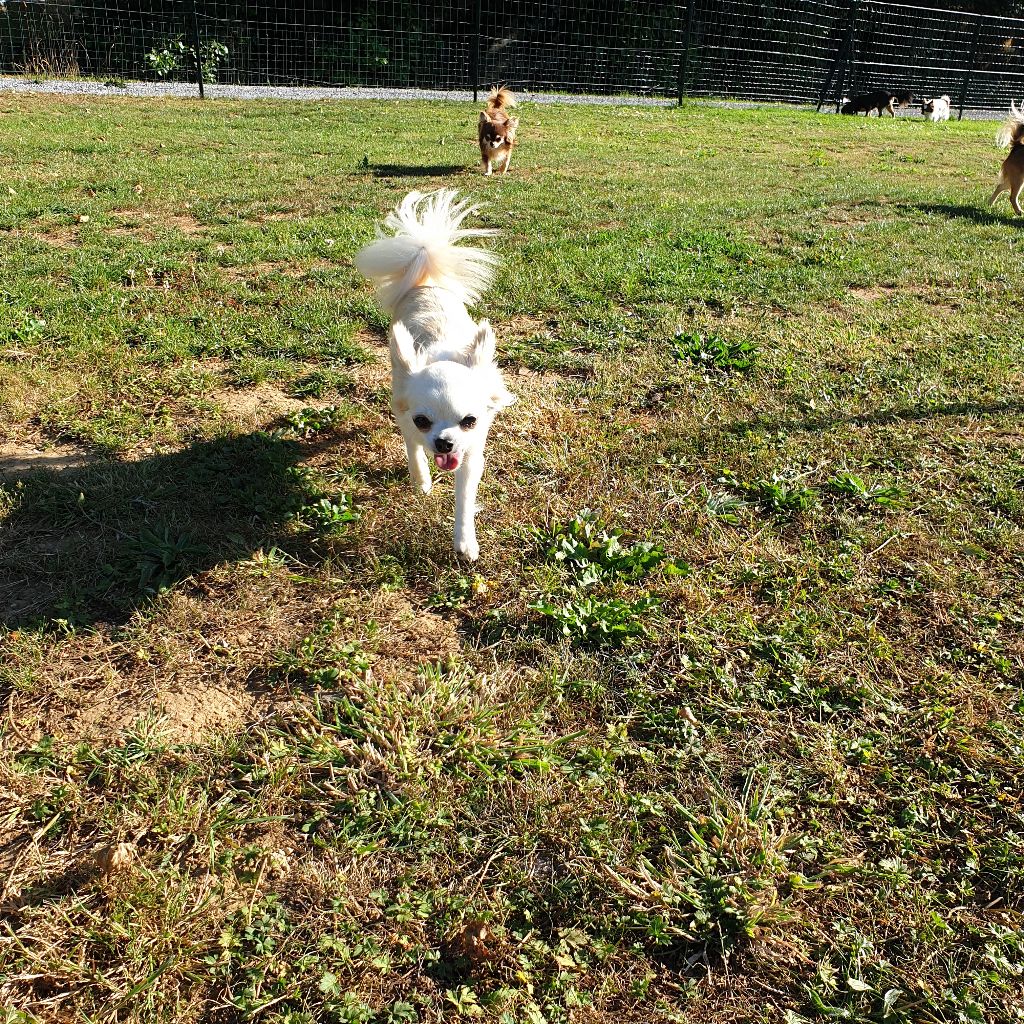 Publication : Des Merveilles de la Forge Auteur : Virginie